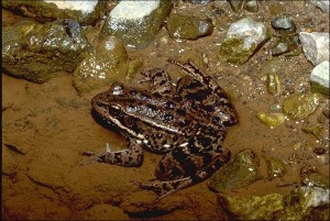 California Red-legged Frog (Rana Aurora Draytonii)