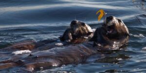 Unison - Sea Otter Mom & Pup