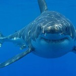 Great White Shark (Carcharodon carcharias)