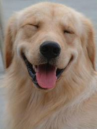 Happy Pup