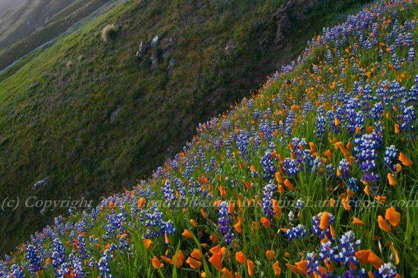 Wildflower Avalanche, Big Sur by David Dilworth