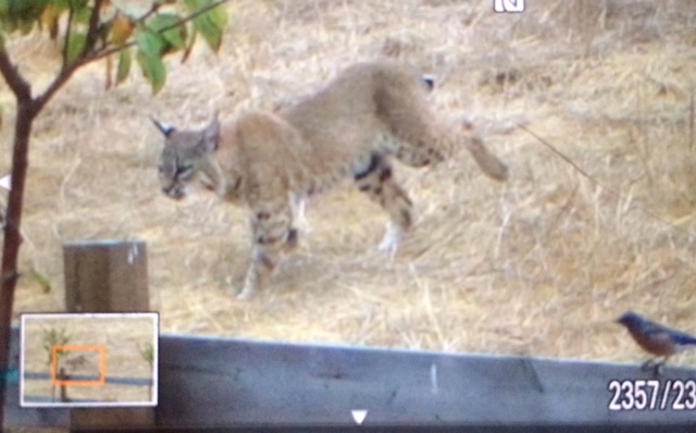 Bobcat named Hercules, hanging out in Charmel Valley