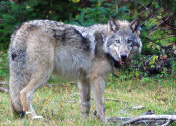 Gray Wolf - Courtesy Calif. Dept Fish and Wildlife