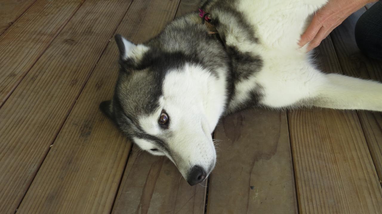 Ziggy - Energetic, Friendly Siberian Husky