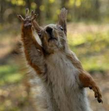 Wild Squirrel Waving -- Vidios